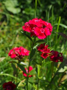 Red dianthus ornamental plant photo