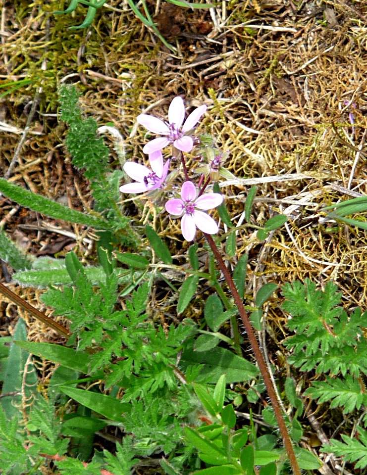 Reiherschnabel Rosenau