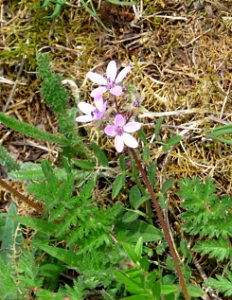 Reiherschnabel Rosenau