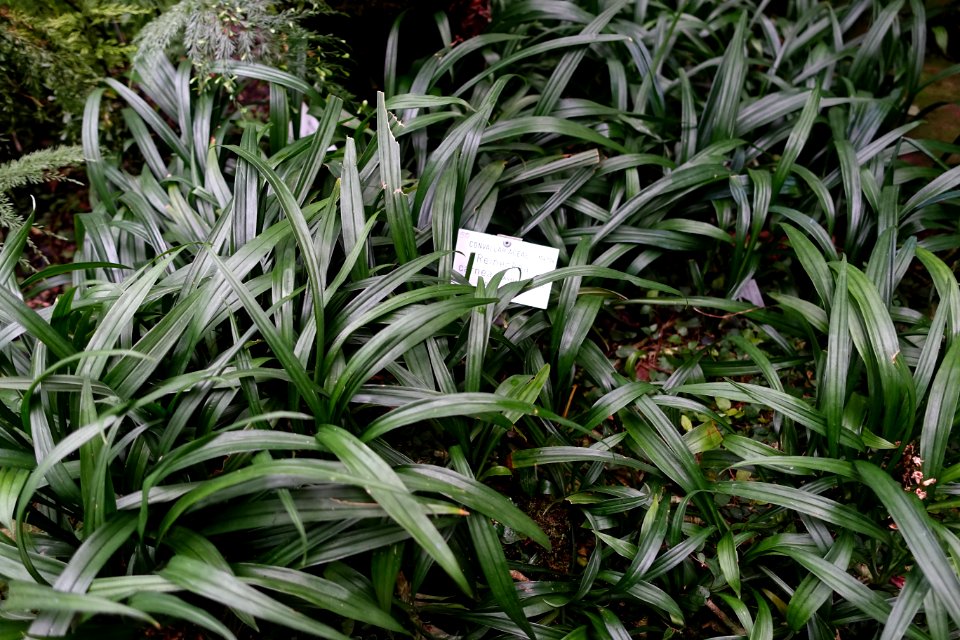 Reineckea carnea - Botanischer Garten - Heidelberg, Germany - DSC01009