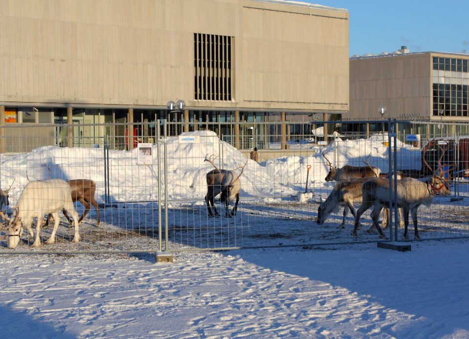 Reindeer Oulu 20100214 03
