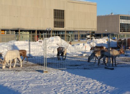 Reindeer Oulu 20100214 03