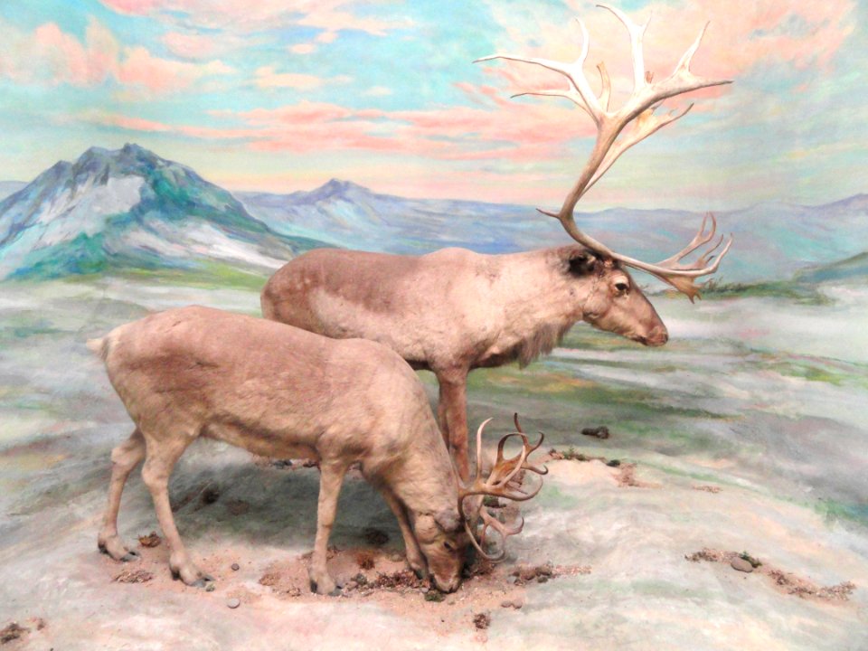 Reindeer diorama - Naturmuseum Senckenberg - DSC02140