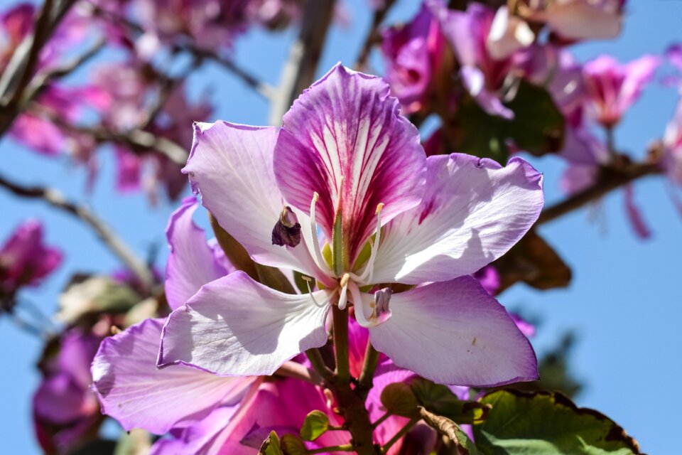 Blossom nature blooming