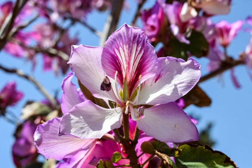 Blossom nature blooming photo