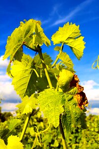 Vine leaves wine leaf photo