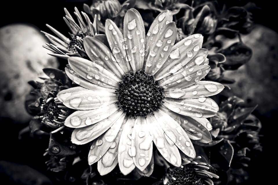 Flowers cape daisies nature