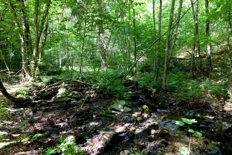 Reichenbach Taunus in NSG Reichenbachtal 2020-08-18 01