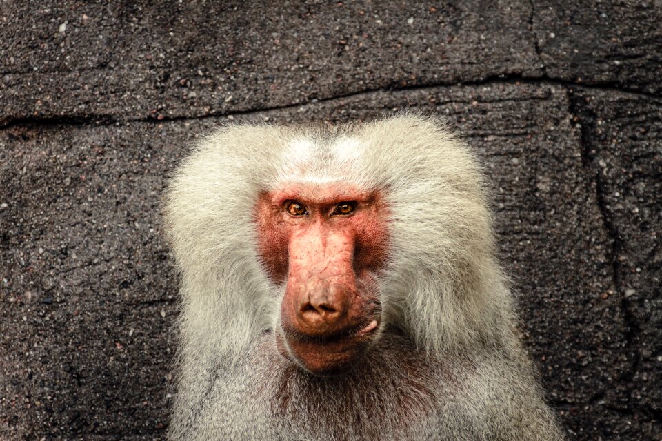 Monkey old world monkey primates