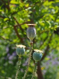 Seed capsules poppy seeds flower garden photo