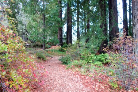 Regional Parks Botanic Garden - Berkeley, CA - DSC04410