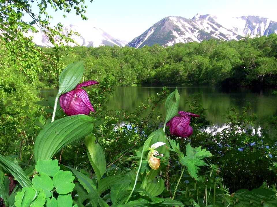 The red book of russia floral array forest