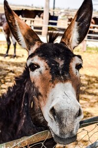 Donkey farm animal dasaki achna