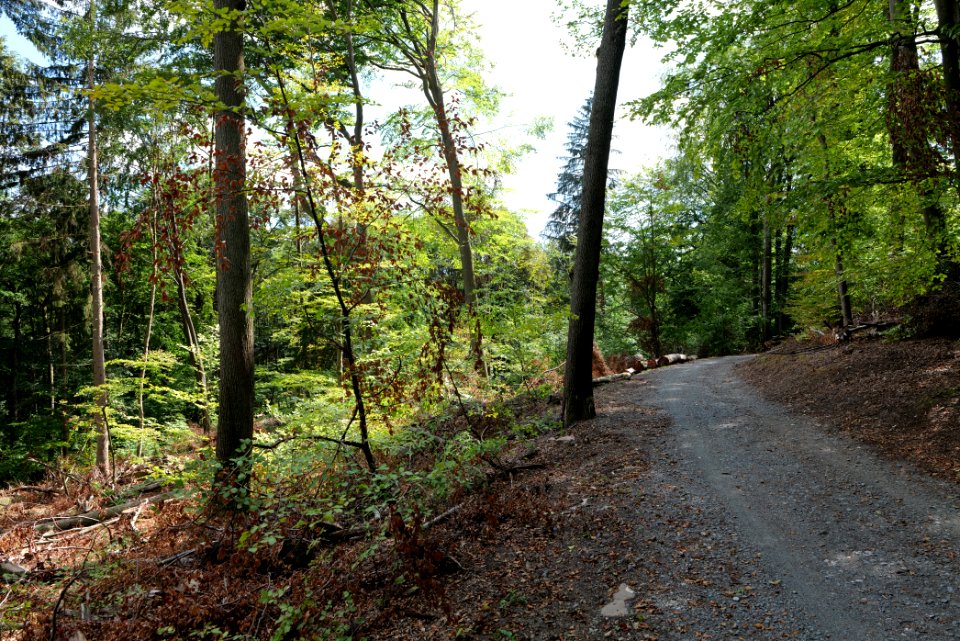 Reichenbachtal Taunus 2020-08-18 01