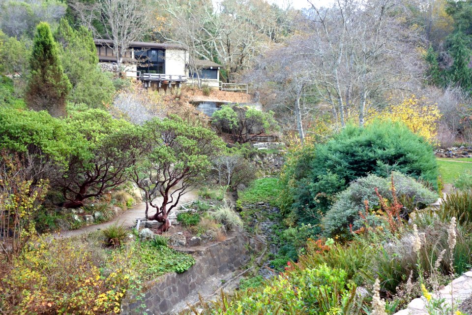 Regional Parks Botanic Garden - Berkeley, CA - DSC04508