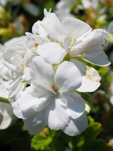 White balcony plant ornamental plant