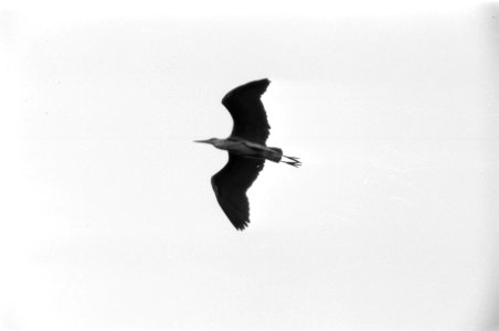 Reigers in Oosterpark, Amsterdam, Bestanddeelnr 925-5074