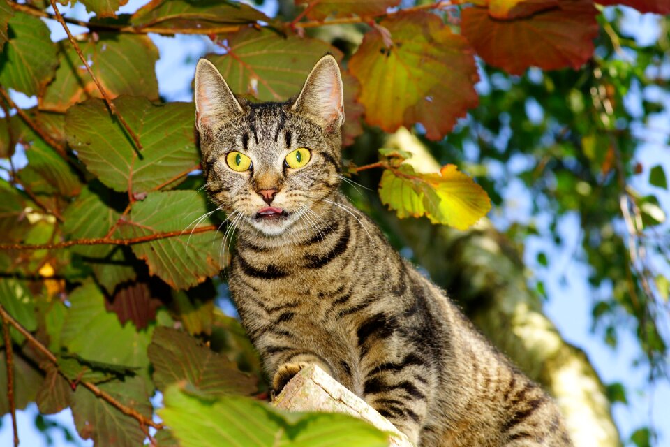 Animal world view domestic cat