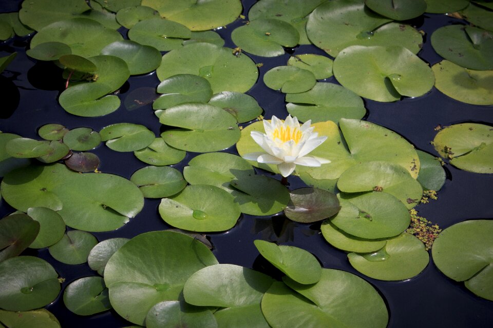 Flower aquatic lake
