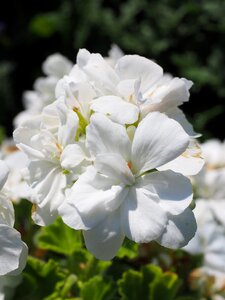 White balcony plant ornamental plant