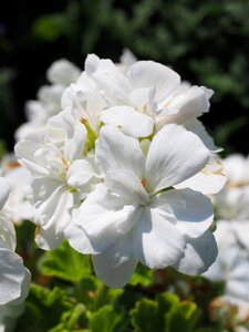 White balcony plant ornamental plant photo