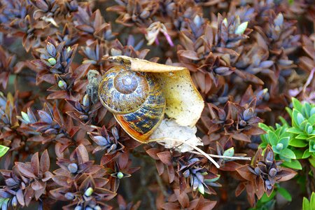 Field gastropod snail shell