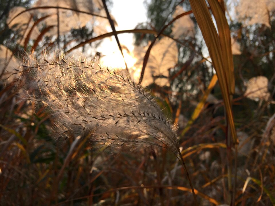 Autumn ripple swing