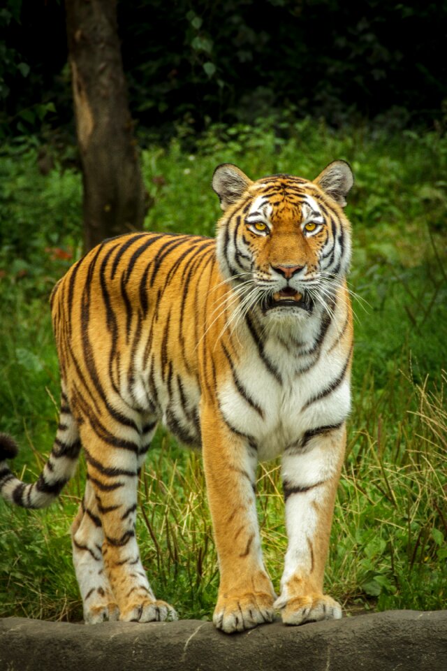 Amurtiger ussuritiger stand