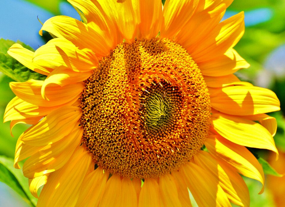 Blossom bloom yellow