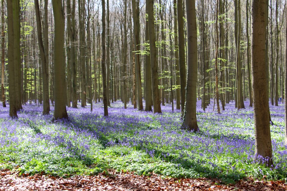Bluebell trees purple