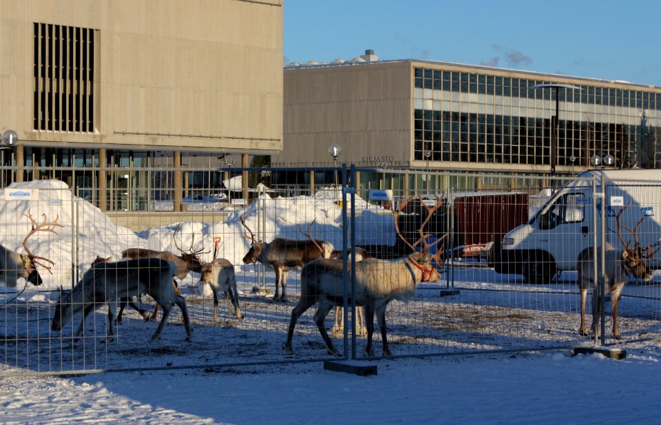 Reindeer Oulu 20100214 02