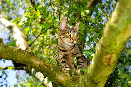 Pet attention mieze