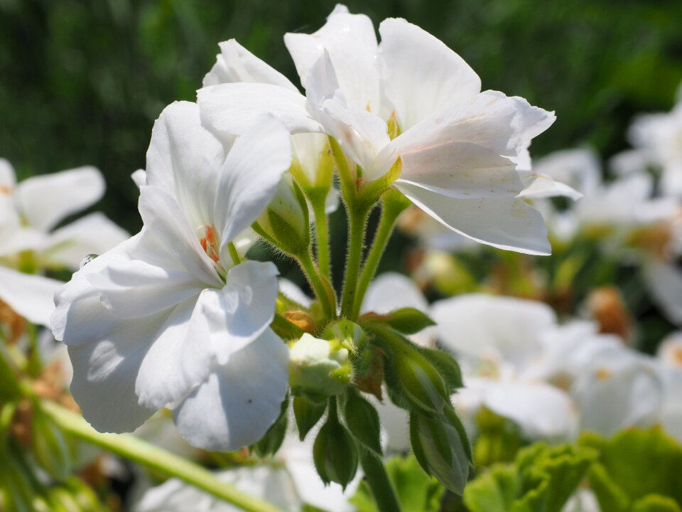 White balcony plant ornamental plant