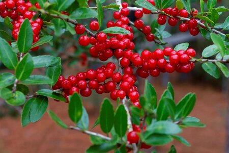 Bush tree berry