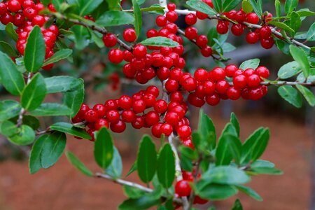 Bush tree berry photo