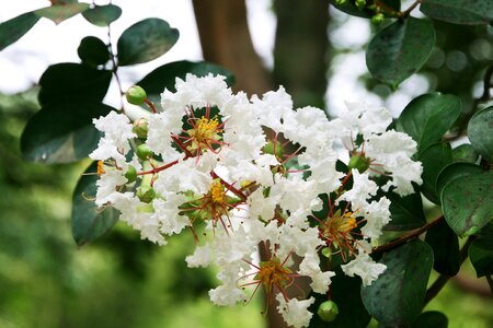 Thursday crape myrtle now us grape myrtle