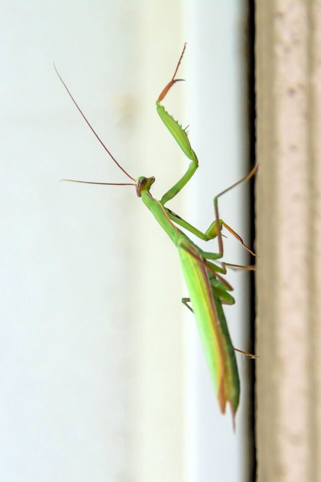 Green bug legs
