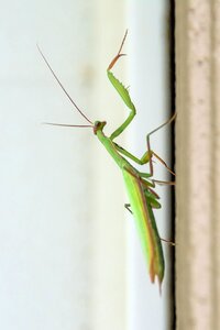 Green bug legs photo