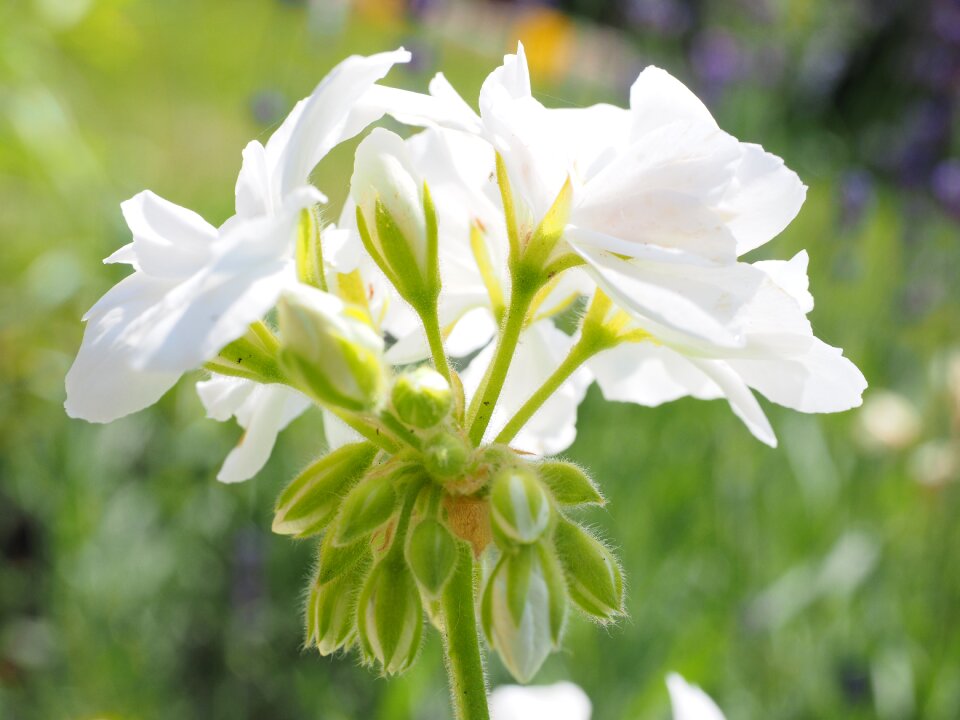 White balcony plant ornamental plant
