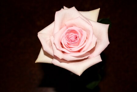 Pink flowers love valentine