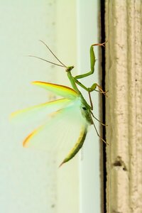 Green bug legs photo