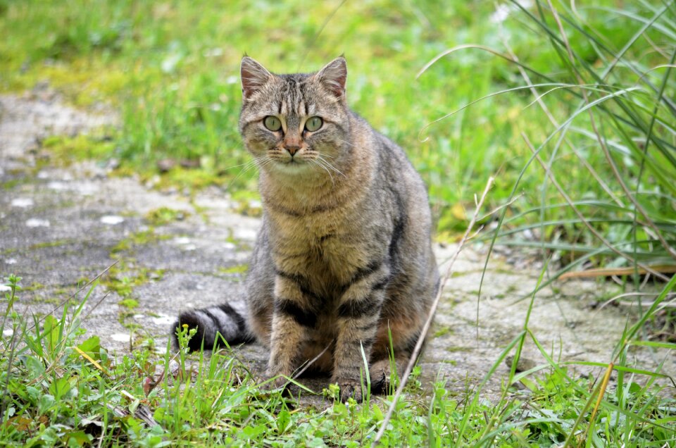 Domestic animal cat eyes animals