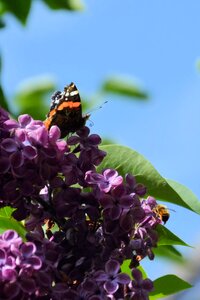 Atalanta spring lilac flowers