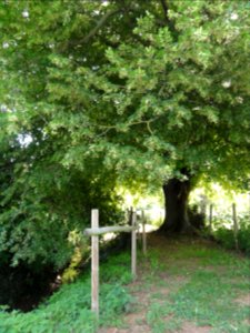 René (Sarthe) L'Ornette et le tilleul, arbre remarquable