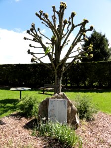 Renansart (Aisne) arbre de la liberté