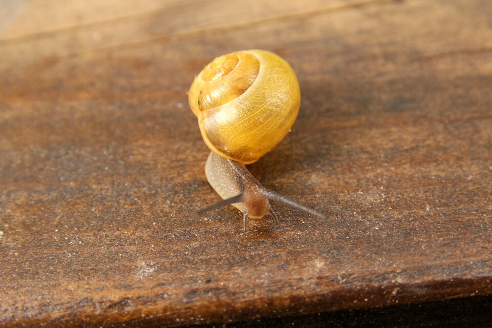 Slowly animal nature