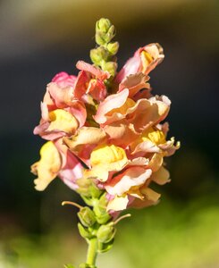 Close up floral nature photo