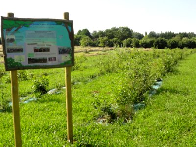 René (Sarthe) Bois des bébés et bois des enfants