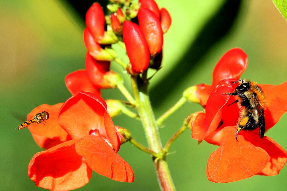 Bee insect small flowers