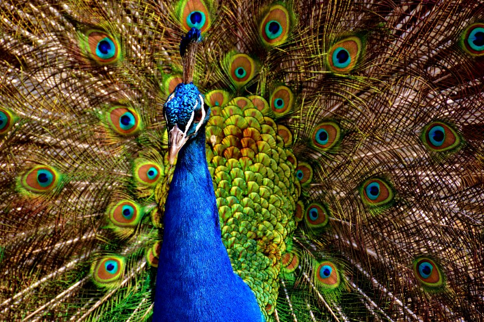 Poultry feather animal